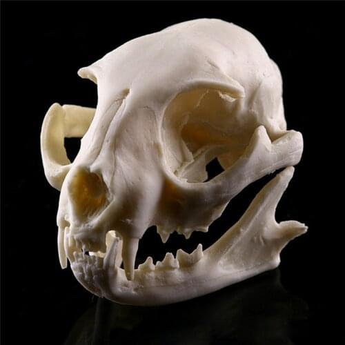 Halloween Props Horrible Supplies Home Decora Realistic Cat Skull Resin Replica Teaching Skeleton Model Aquarium