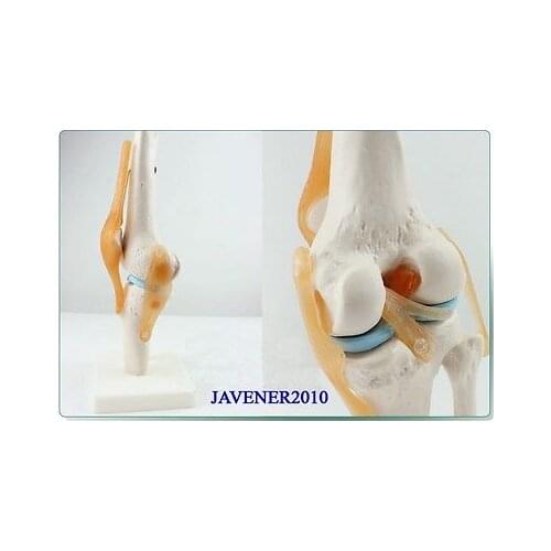 Human Anatomical Anatomy Functional Knee-joint Medical Model +Stand Fexible