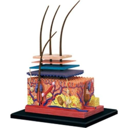 4D master model of human skin and hair of human organs Assembling Toy free shipping