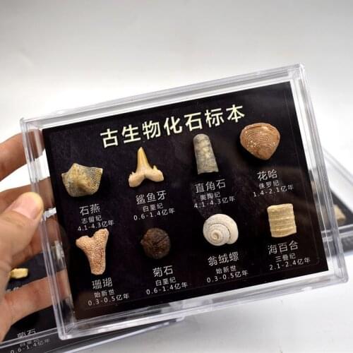 Museum Paleontology Fossil Specimen Raw Stone Biology Teaching Tool Childrens Popular Science Home Collection Fossil Crafts
