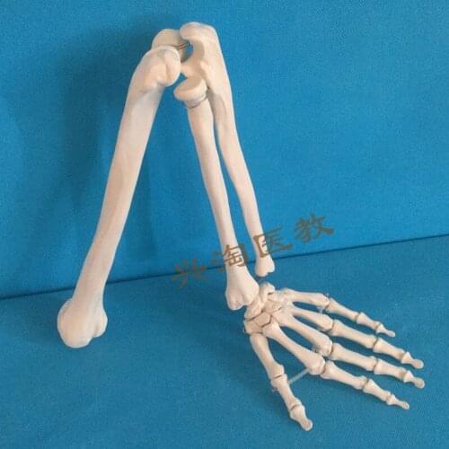 Natural large upper limb bone model adult arm bone elbow joint hand joint arm skeleton model