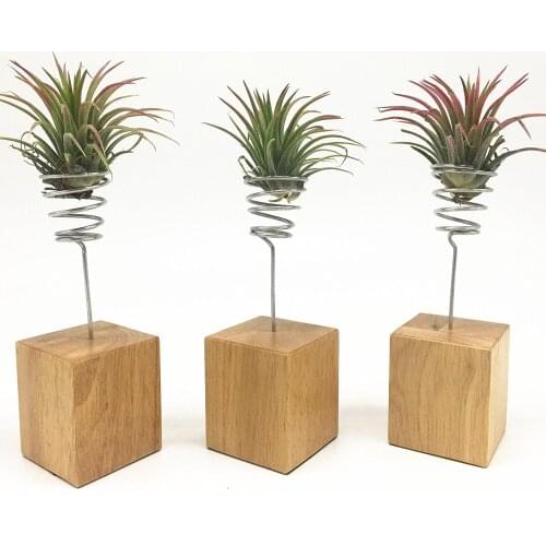 Set of 3 Wood Based Air Plant Stand Tillandsia Air Plant Holders Ionantha Tillandsia Air Plant Containers