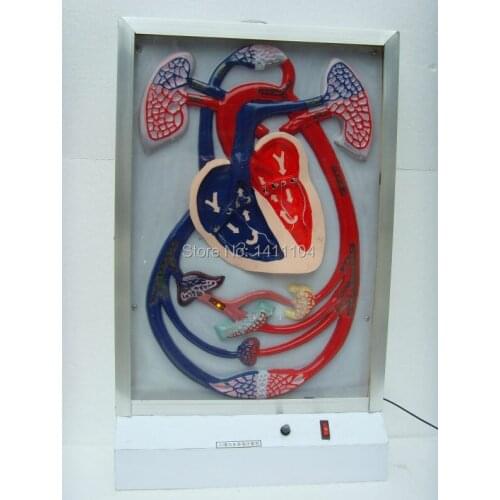 Free shipping&Electric model of heart beat and blood circulation, teaching and using medical, heart model