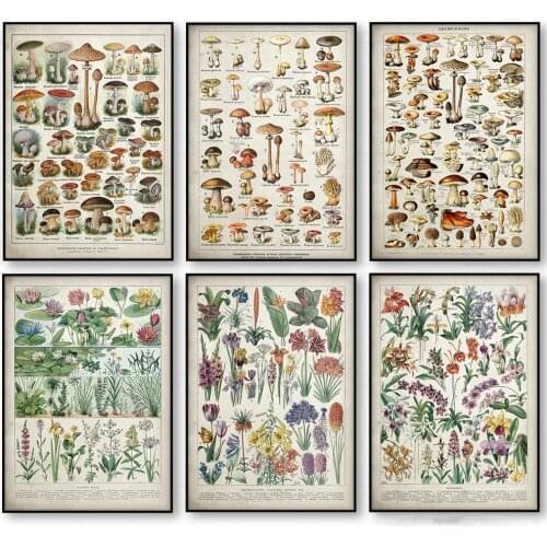 Botanical Educational Poster Canvas Painting Mushrooms Champignons Identification Reference Chart Office School Decor