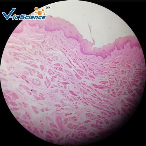 30pcs Medical and Teacging histology Microscope prepared slides