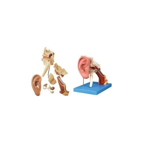 Ear anatomical model inner ear structure model ear ossicles ear bone tympanic membrane otolaryngology model