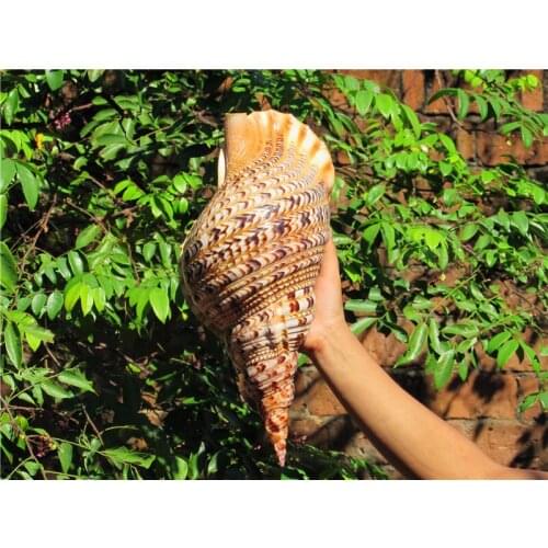 Exorcic ornaments of shell conch The business gift of the big snails shell conch statues Home wedding decoration dies