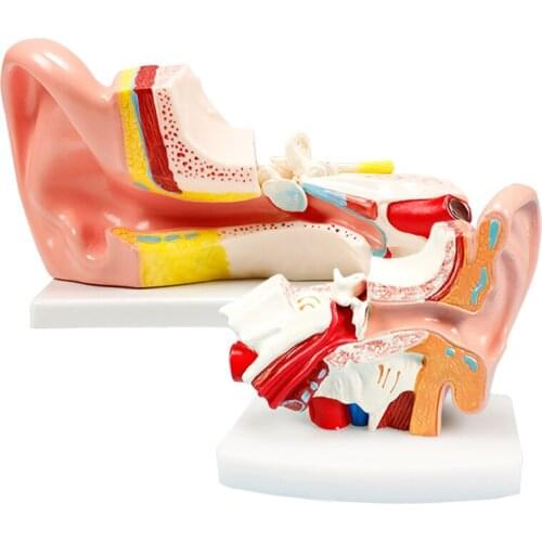 4D Human Ear Anatomical Model Detachabl Emagnified Ear Structure Medical Teaching Appliances BIX-A1058
