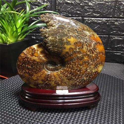 680-750g Natural AMMONITE PRETTY NAUTILUS MADAGASCAR FOSSIL SPECIMEN HEALING +base