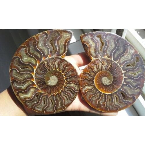 Free Shipping A Pair Half Cut Ammonite Shell Jurrassic Fossil Specimen Madagascar