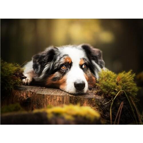 Diamond painting Animal australian shepherd full square 5D diamond embroidery dog picture cross stitch home wall decoration