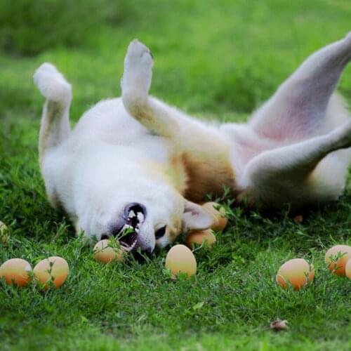 3pcs Dog Puppy Squeaking Chew Toys Squeeze Egg Sound Toy Pets Safety Squeaky Tug Toy Training Products Pet Supplies