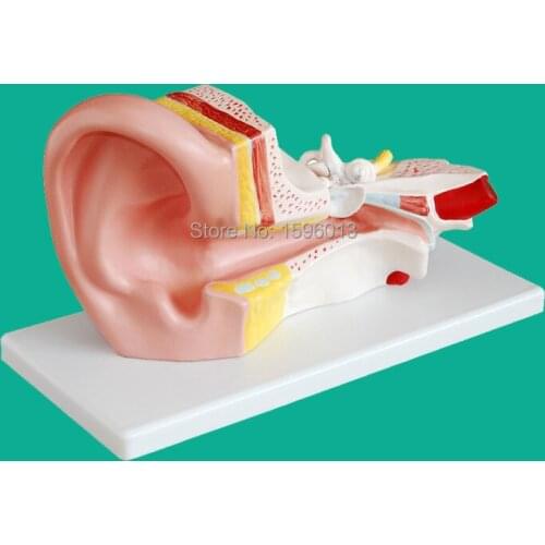 Middle Ear Model, Anatomical Ear Model