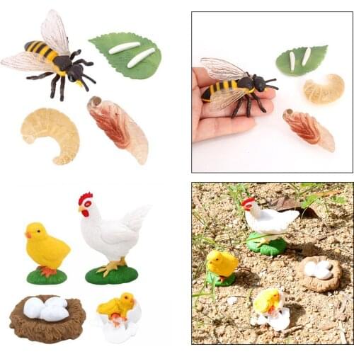 2x Early Education Kids Hen Bee Growth Process Figures Toy Playset Gifts