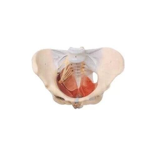 Human Skeletal Model Woman Pelvis Pelvic Floor Muscle 50 Signs 21*30*22 PVC Nerve Entrails Model Pelvic Girdle Neural Model