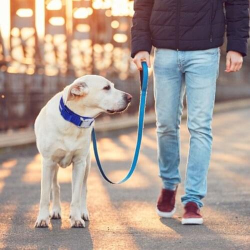 2-in-1 Pet Collar Dual Use Removes Flea And Tick Collar Dogs Cat Adjustable Replaceable Insect Repellent Anti-mosquit Collar