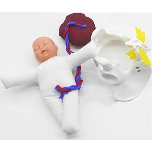 Mini Human Female Childbirth Pelvis Demonstration -Fetus Umbilical Cord Placenta Teaching Anatomy Model