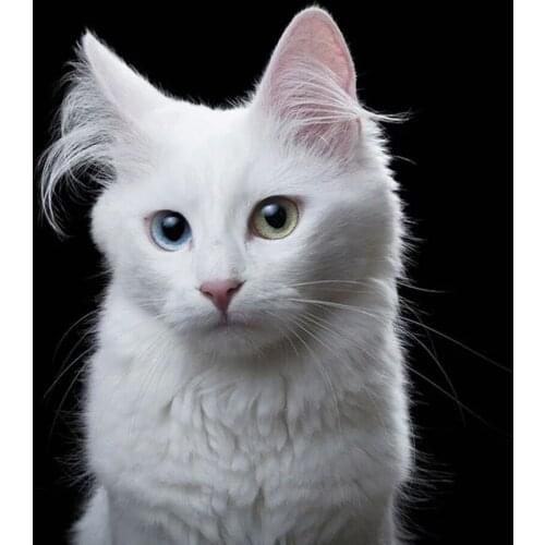 5D DIY diamond embroidery Animal White Cat Diamond painting picture rhinestone diamond mosaic Home decor Gifts