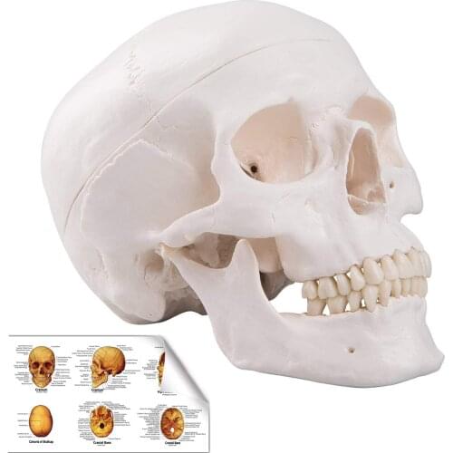 Life Size Replica Medical Anatomy Anatomical Adult Model with Removable Skull Cap and Articulated Mandible,Full Set of Teeth