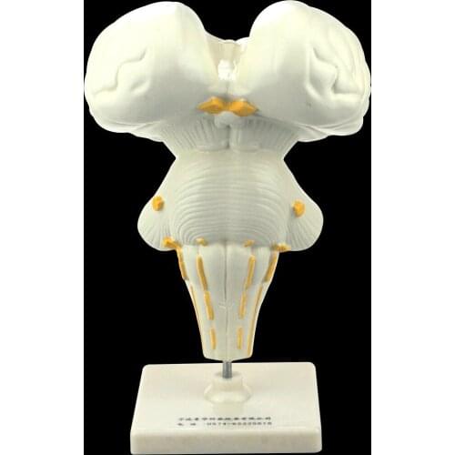 FRP Brain Stem Enlarge Models Brain Anatomy Brainstem Models Medical Demonstration Teaching Aids Supplier