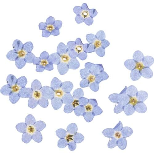 20 Pieces Forget-me-not Dried Flowers Natural Pressed Dried Flower Embellishments for DIY Phone Case Decor Resin Ornament Making