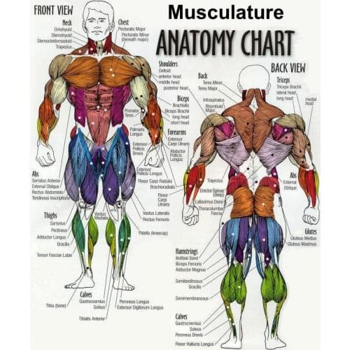 Musculature Anatomy Chart of the Human Body Picture Art print Silk poster Home Wall Decor