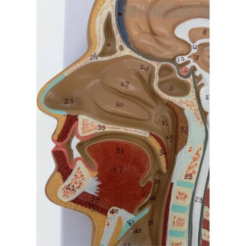 Sagital section of human head human brain middle cut model medical head sagittal head anatomy model