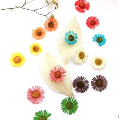 10pcs/lot Elegant Chrysanthemum Dried Flowers Preserved Flower for Diy Pressed Flower Craft Card Bookmark