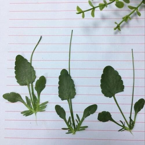 60pcs Dried Pressed Pansy Corydalis Suaveolens Hance Leaf Leaves Plant Herbarium For Jewelry Bookmark Candle Phone Case DIY