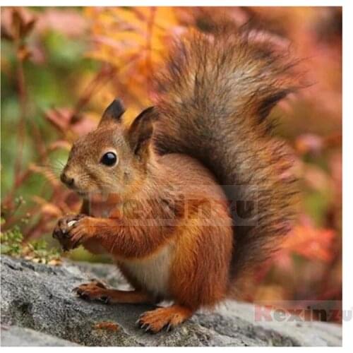 Kexinzu 5D DIY Full Square Drill Diamond Painting"squirrel Animal"3D Embroidery Rhinestone Cross Stitch 5D Home Decor Gift K601