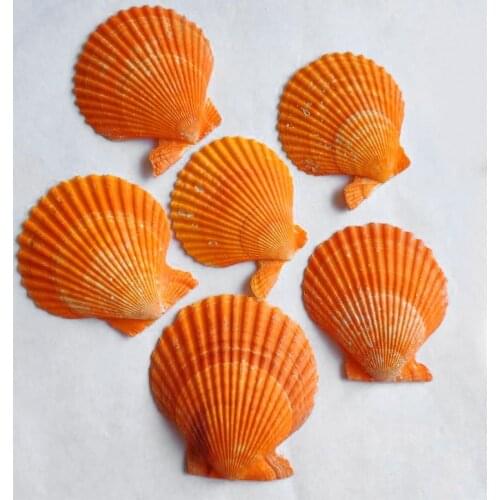 Maritime Mediterranean Coral Style Jewelry Seashell Beach Natural Home Bead for Decor Decoration Starfish Coastal Marine