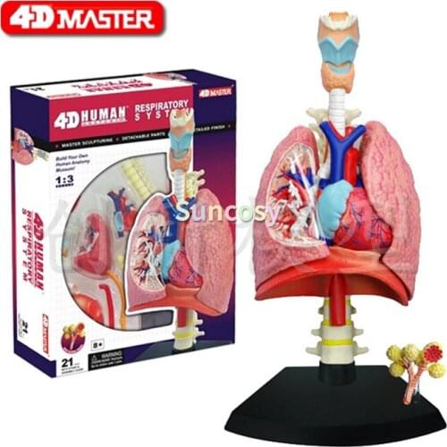 4D Human Lung Model Respiratory System Anatomical Model - 21 Detachable Parts, Educational Equipment Medical Tool Detachable Toy
