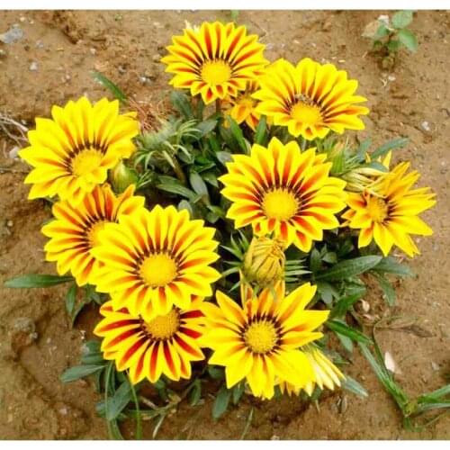 Diamond painting Flower Diy Diamond embroidery Cross stitch kit 3D square Diamond Mosaic Full cover 40*40cm Sunflower garden