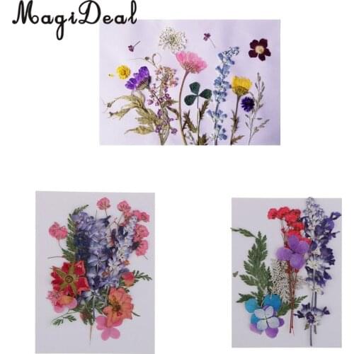 Multiple Beautiful Real Pressed Flower Dried Flowers for Art Craft Scrapbooking Resin Jewelry Craft Making Phone Case