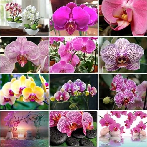 5D Diamond Painting Orchid Picture Diamond Mosaic Resin Flower Embroidery Full Square Round Crafts Cross Stitch Home Decor Gift