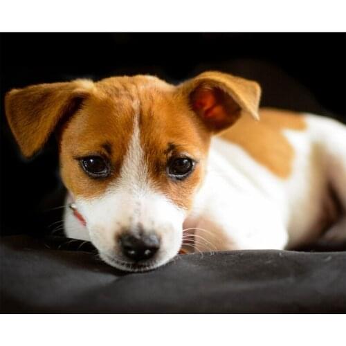 Jack Russell Terrier Diy Diamond Painting Cross Stitch Kits 5D Embroidery Sale Rhinestones Mosaic Animal Wall StickersZP-4526