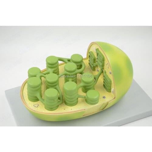 Free shipping&Chloroplast anatomical structure model,photosynthesis, biology teaching model,science and education instruments