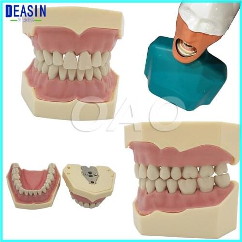 High High Quality Senior Manikins Model With Torso It can be fixed on the dental chair for any position practice