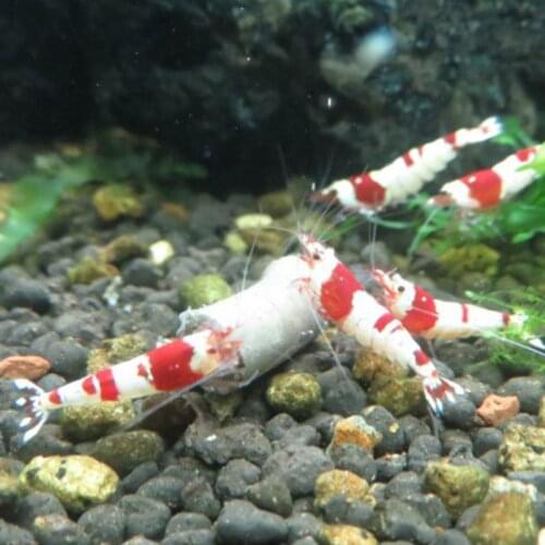 Aquarium Fishes Forage Crystal Shrimp Feeding Feed Natural Algae Fish Food K1MF