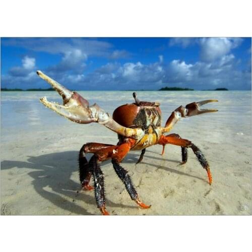 Ghost Crab Wildlife Beach Sea Art print Silk poster Home Wall Decor