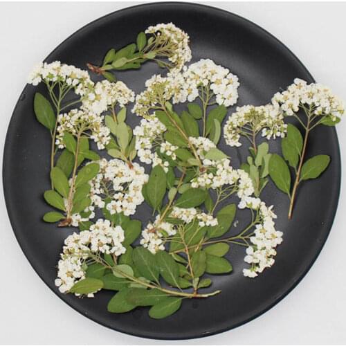 120pcs Dried Pressed Natural Color Spiraea Flower Stalk Plants Herbarium For Jewelry Postcard Bookmark Phone Case DIY Decoration