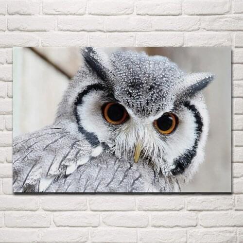 5D Diy Picture Of Rhinestones Nature Life Animal Full Square Round Diamond Embroidery Animal Owl Mosaic Wall StickersZP-3196