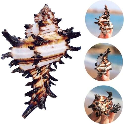 8-12cm Natural Snail Shell US Black Murex Black Zebra Bone Specimen Conch Sea Shells Nautical Home Decor Aquarium Landscape