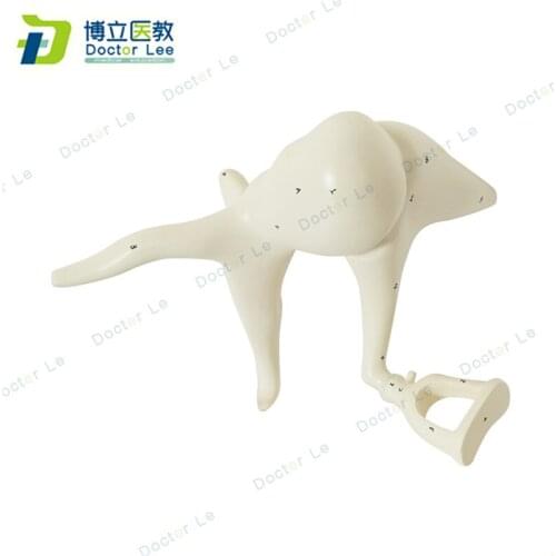 Human ear bones anatomy modle enlarged model of ossicle for medical teaching and learning