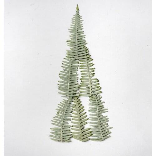 60pcs Pressed Dried Flower Dicranopteris dichotoma Leaf Herbarium Epoxy Jewelry Bookmark Phone Case Makeup Nail Art Craft DIY