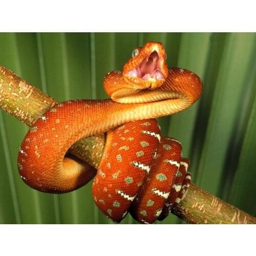 5d diamond painting animal snake full square diamond embroidery Cross stitch pictures of rhinestones Wedding decoration