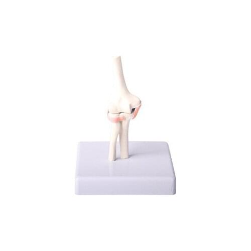 Reduced elbow joint model elbow joint model elbow joint with ligament model human skeleton model