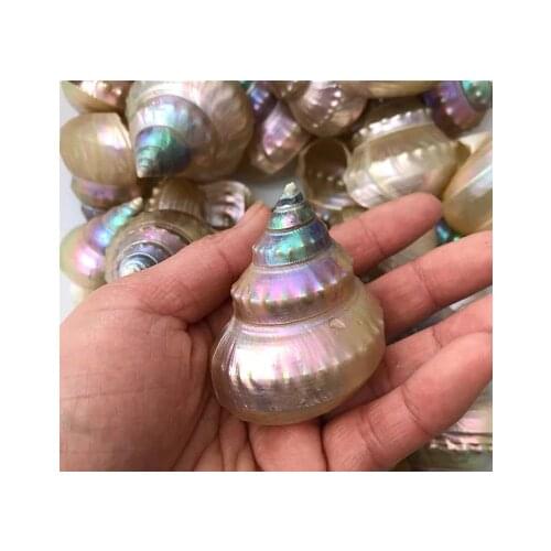 5-6 Cm Natural Pearl Tower Conch Seashells Colorful Girlfriend Gift Mother Gift Home Decoration