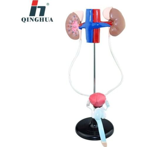Male Genitourinary System Models Human Realistic Organ Medicine Anatomical Basis and Physical Health Teaching Aids