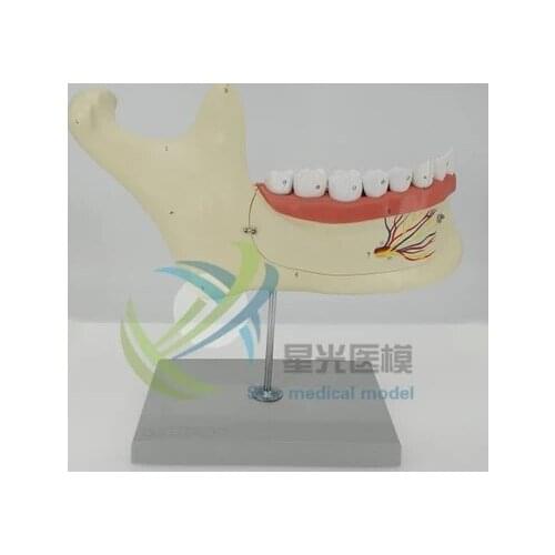 Human mandibular Anatomical model maxillary nerve oral Anatomy teaching model free shipping
